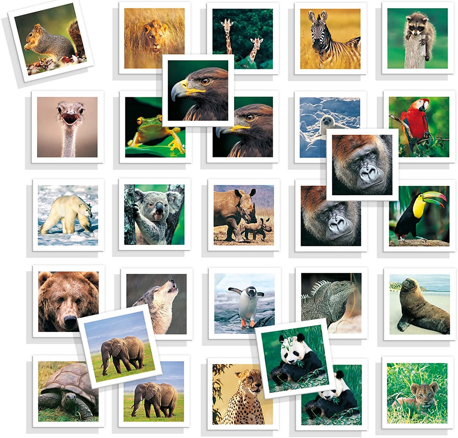 memo fotos animales
