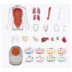 so science cuerpo humano: vozpedia interactiva (canal toys - cos005)