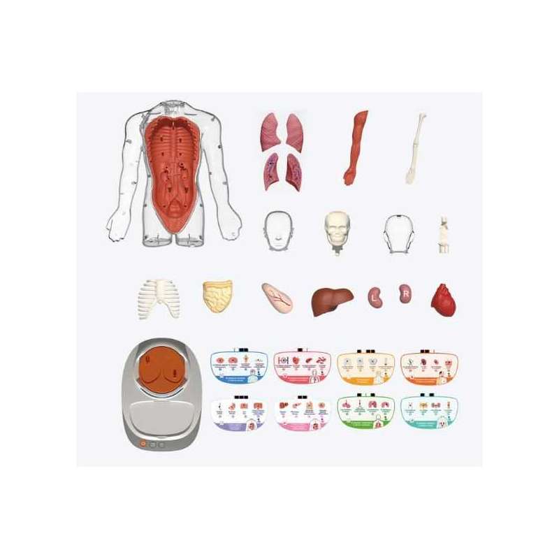 so science cuerpo humano: vozpedia interactiva (canal toys - cos005) so science cuerpo humano: vozpedia interactiva (canal toys - cos005)
