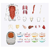 so science cuerpo humano: vozpedia interactiva (canal toys - cos005) so science cuerpo humano: vozpedia interactiva (canal toys - cos005)