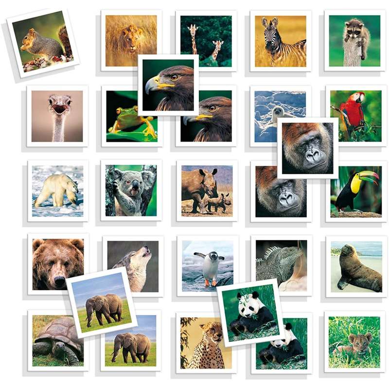 memo fotos animales