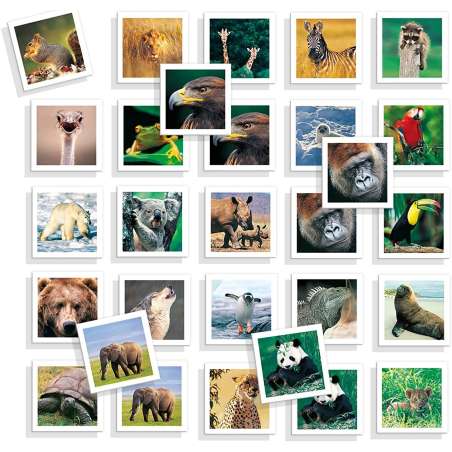 memo fotos animales