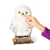 harry potter w.w. hedwig interactiva ( spin master - 6061829) harry potter w.w. hedwig interactiva ( spin master - 6061829)